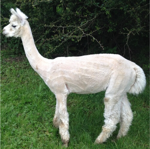 An alpaca after being sheered