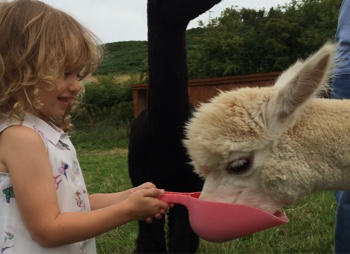 An alpaca being fed