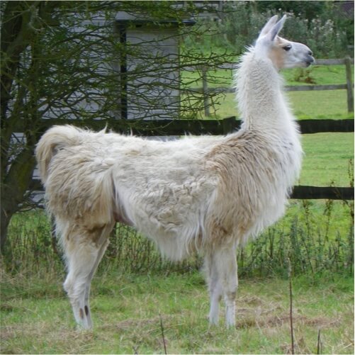 this is an Llama