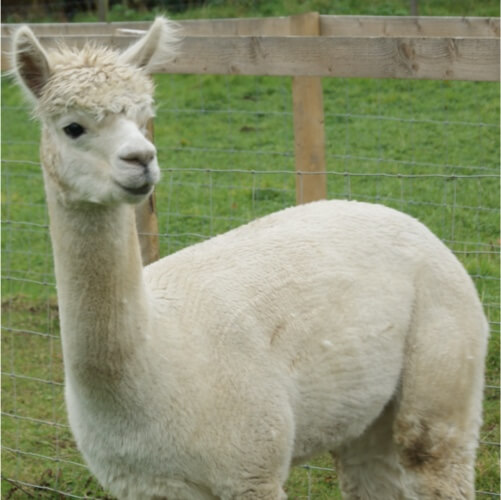 this is an alpaca