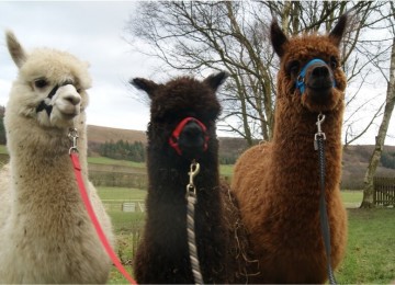 Alpaca Walks