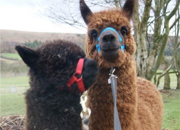 Alpaca Walks