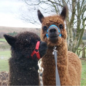 Book an Alpaca Walk