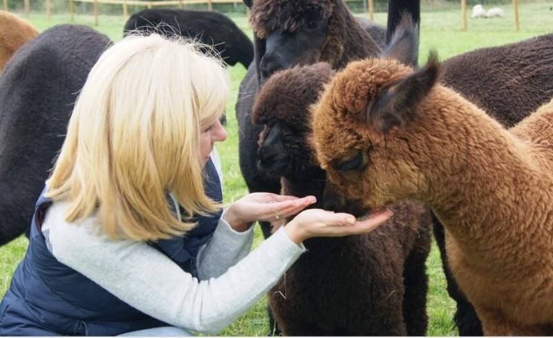 Alpaca Experiences