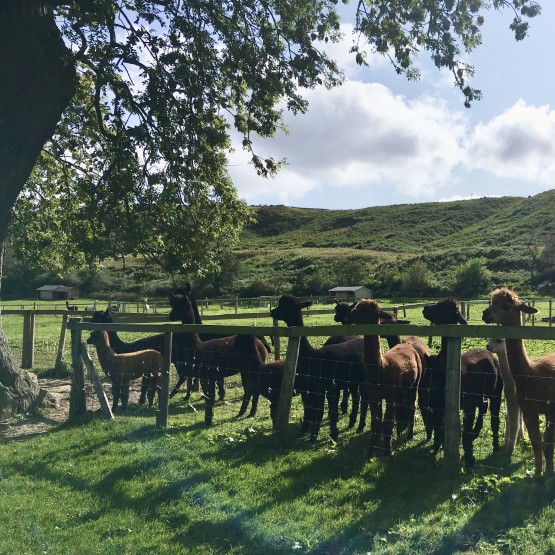 Alpaca Farmer Experience Day